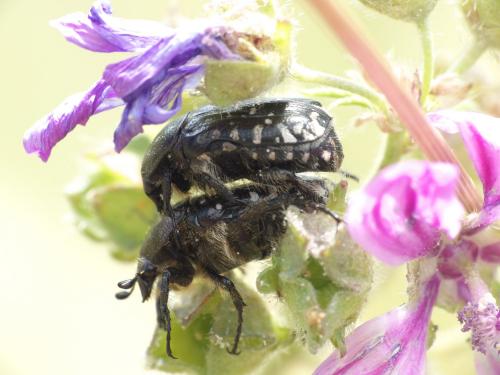 Oxythyrea funesta